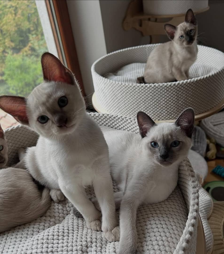 Tonkinese Kitten Care and Feeding